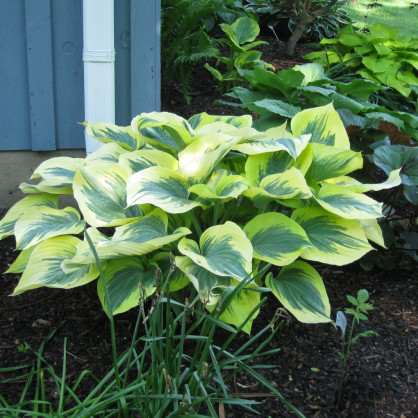 Хоста «Либби» в ассортименте
