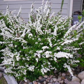 Спирея ниппонская «Сноуманд»