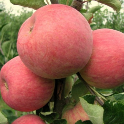 Яблоня «Пирос»