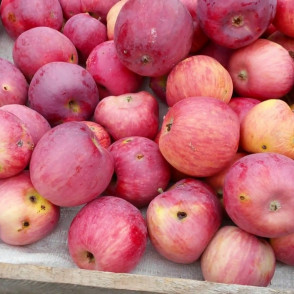 Яблоня «Беркутовское»