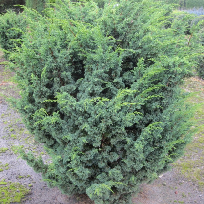 Можжевельник «Блаув» (Blaauw)