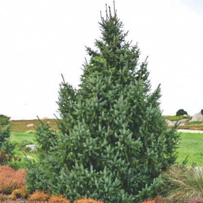 Ель сербская (Picea omorika)