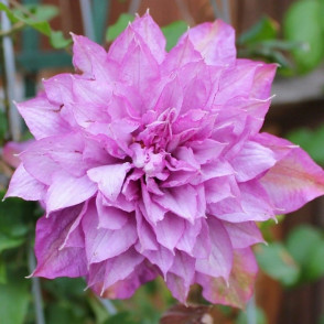 Клематис «Протеус»