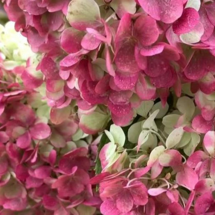 Гортензия «Краса Лесково»