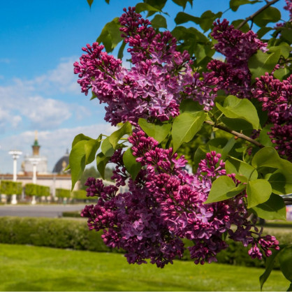 Сирень «Красная Москва»