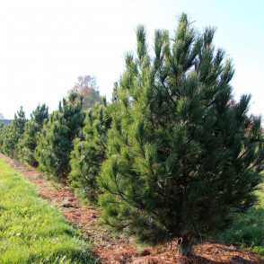 Сосна кедровая