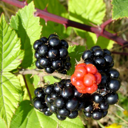 Ежевика обыкновенная «Гималаи»