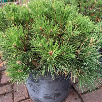 Сосна черная «Slizow»