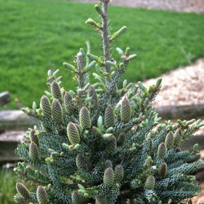 Пихта корейская «Силберлок»