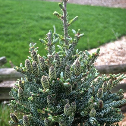 Пихта корейская «Силберлок»