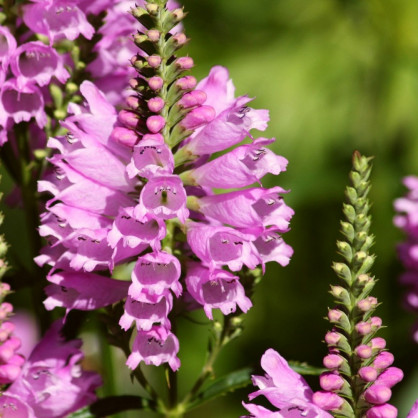 Физостегия виргинская