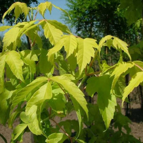 Клен «Одессанум»