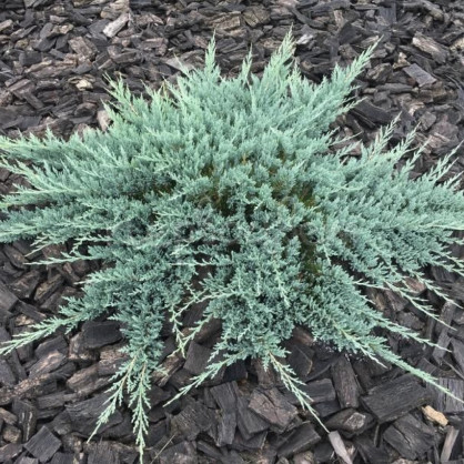 Можжевельник «Блю Чип»