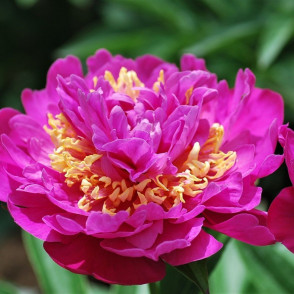 Пион «Лалабей»