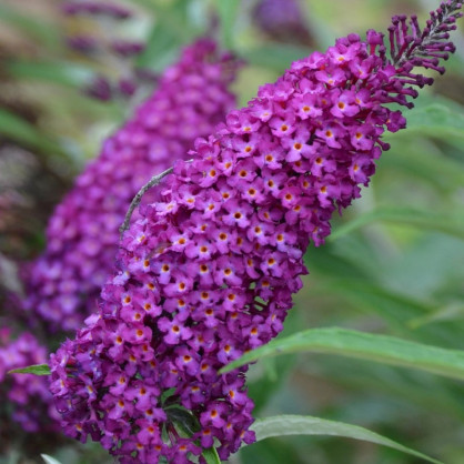 Буддлея «Нано Блю»