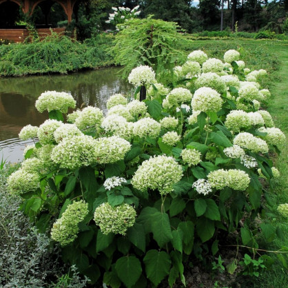 Гортензия древовидная «Стерилис»