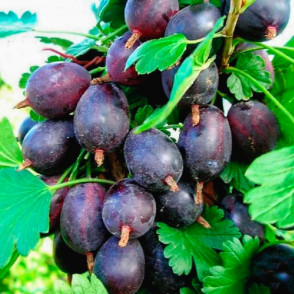 Крыжовник «Черномор»