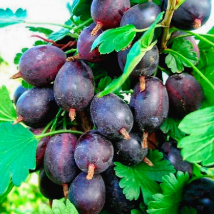 Крыжовник «Черномор»