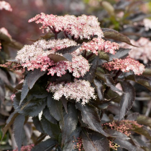 Бузина черная «Блек Тауэр»