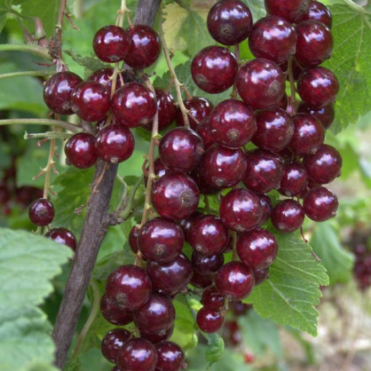 Смородина красная «Гранатовая»