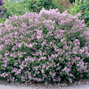 Сирень «Палибин» (кустовая форма)