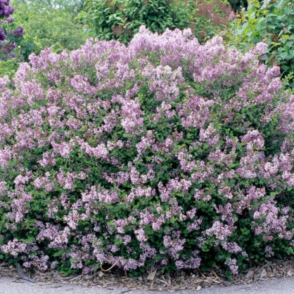 Сирень «Палибин» (кустовая форма)