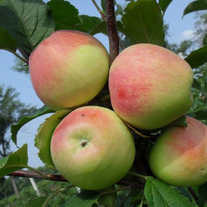 Яблоня «Строевское»