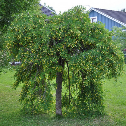 Акация желтая на штамбе