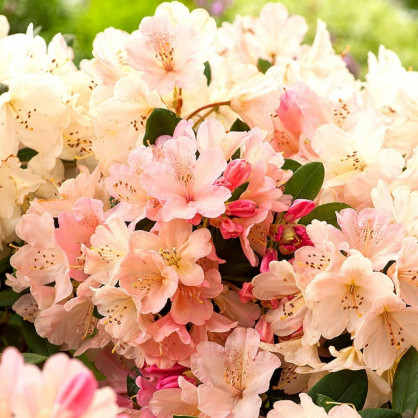 Рододендрон «Перси Вайсман»