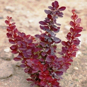 Барбарис «Ред рокет»