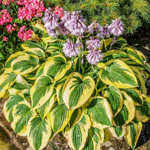 Хоста «Вайд Брим» в ассортименте