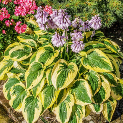 Хоста «Вайд Брим» в ассортименте