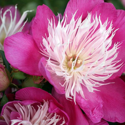 Пион «Фантастик»