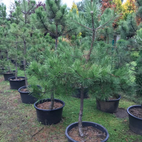 Сосна черная «Нигра Глобоза»