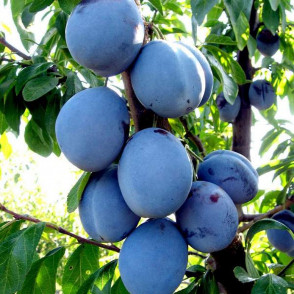 Слива «Гроссо»