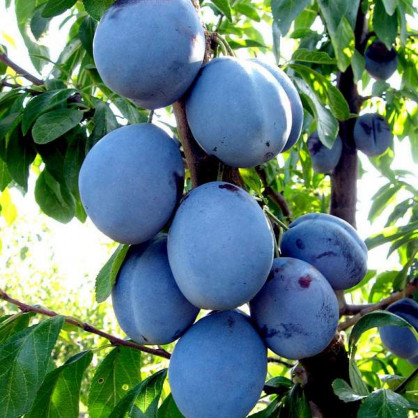 Слива «Гроссо»