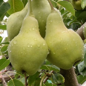 Груша «Видная»