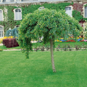 Карагана древовидная «Пендула» на штамбе