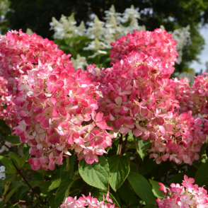Гортензия метельчатая «Даймонд Руж»