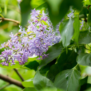 Сирень «Лесостепная»