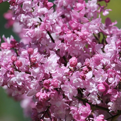 Сирень «Олимпиада Колесникова»