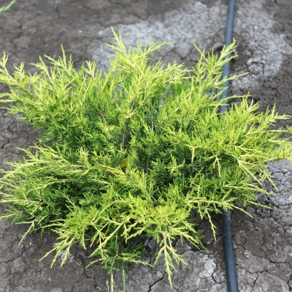 Можжевельник «Олд Голд»