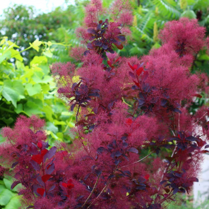 Скумпия «Роял Перпл»