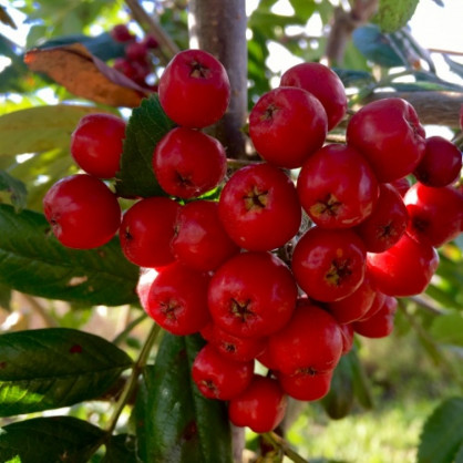 Рябина обыкновенная «Алая Крупная»