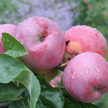 Яблоня «Подарок Графскому»