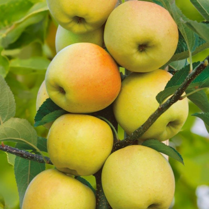 Яблоня колоновидная «Диалог»