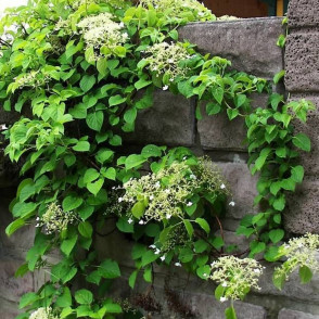 Гортензия черешковая