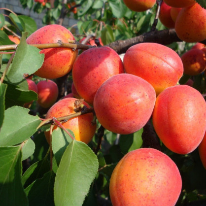 Абрикос «Краснощекий»