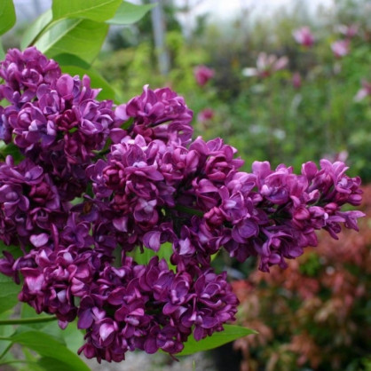 Сирень «Шарль Джоли»