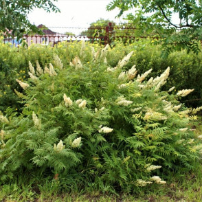 Рябинник рябинолистный